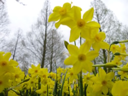 Keukenhof (37)